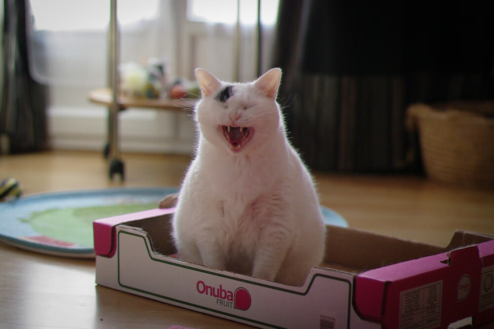 开云官网登录-伊朗男足在巴黎奥运会比赛中以2-0战胜西班牙，伊朗男足最好成绩