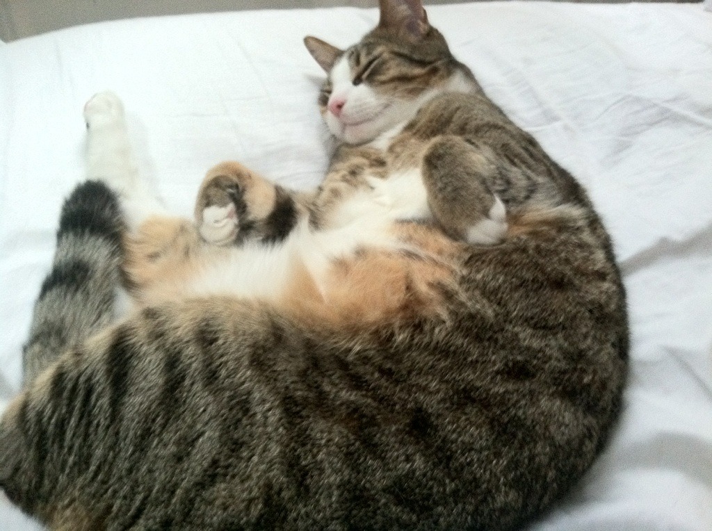 北京青年篮球联赛精彩纷呈，年轻力量崛起，北京青联篮球队